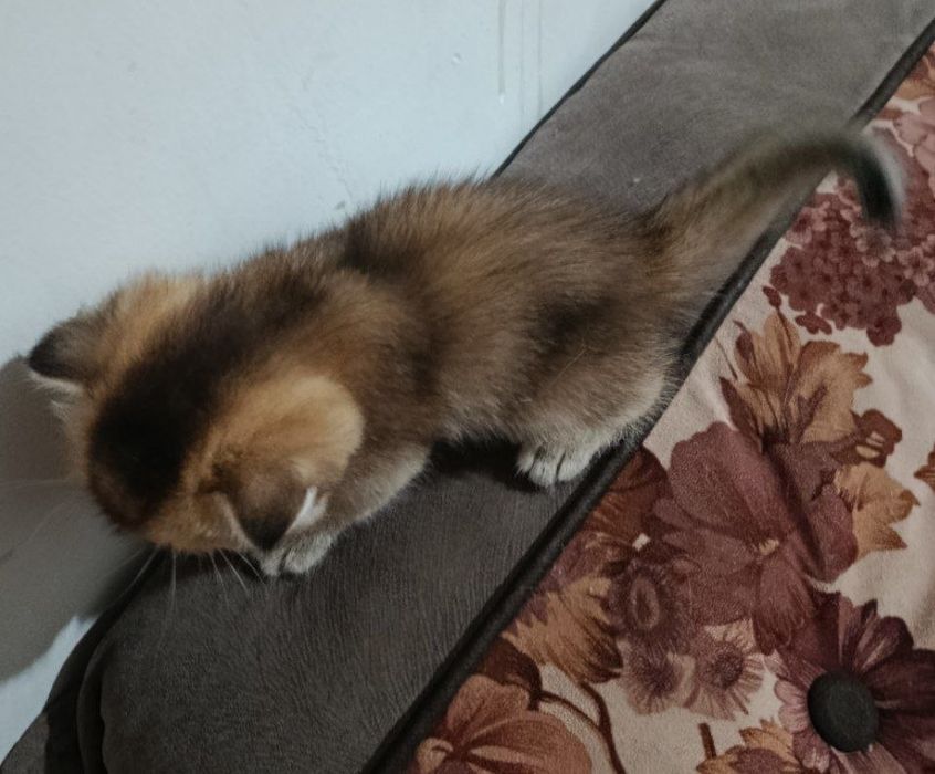 Кошка мушук шиншила киз