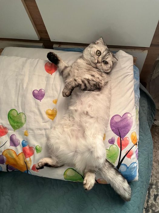 Кошка Милка домашный