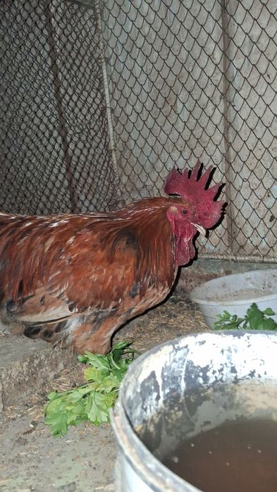 Damashni Xõroz Sotiladi