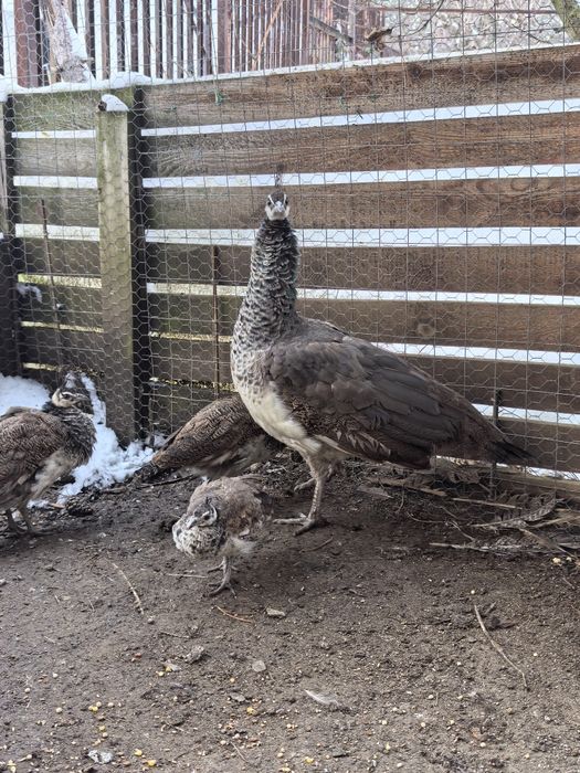 Пауни индийски-семейство