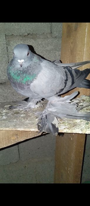 Голуби животные птицы