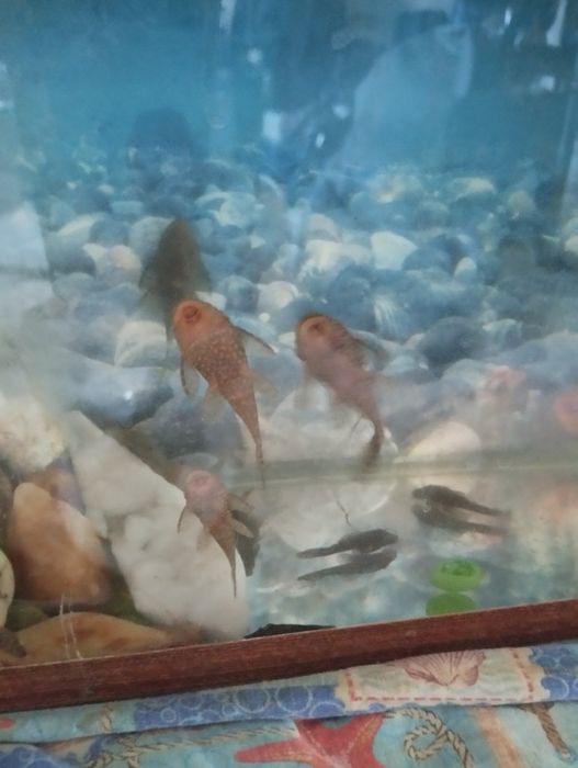 Анцитрусы аквариумные рыбки