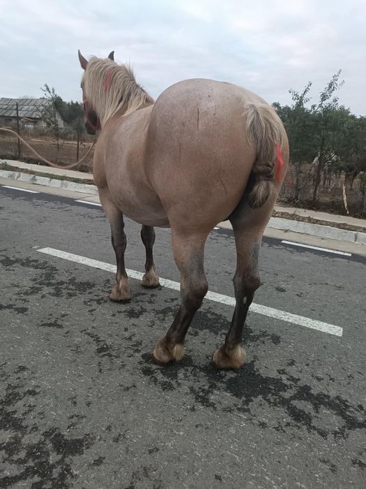 De vânzare Iapă  cu mânz