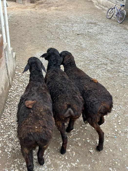 Семіз   қойлар . .