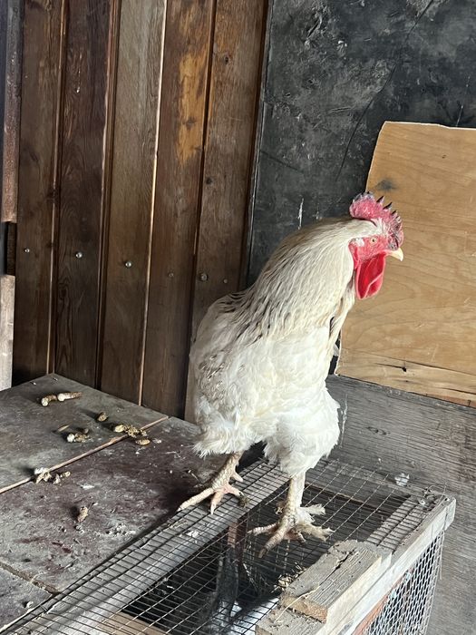 Продам кролика и петуха