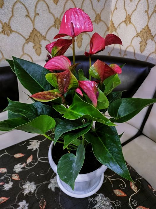 Растения. Доставка...