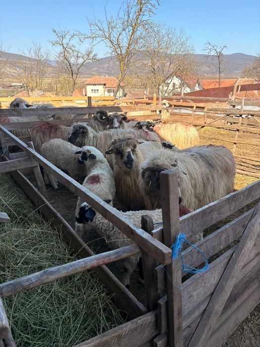 Vand 6 oi tinere cu miei mari