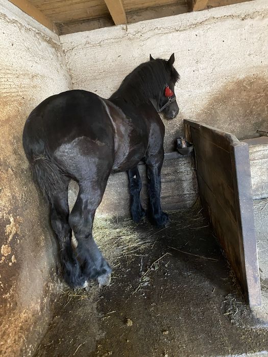 Vand manz de 1,5 ani