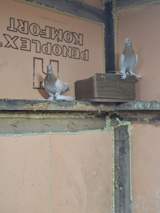 Продам голубей игра гребля тяга