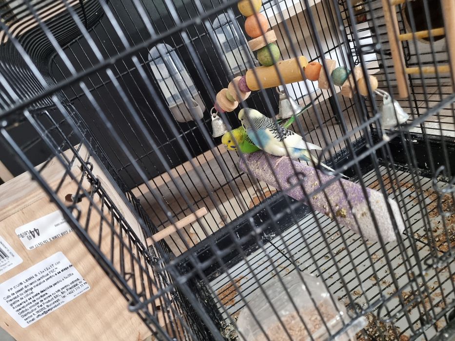 Vand papagali perusi