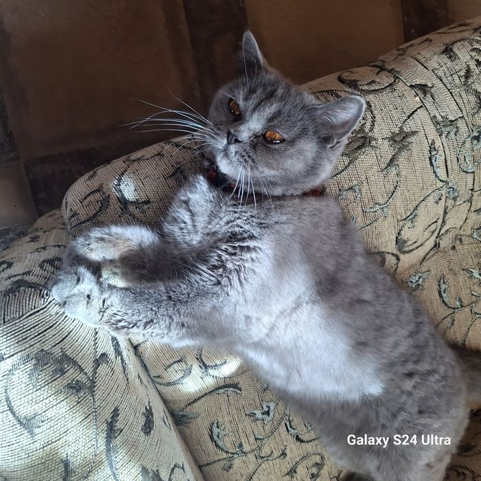 скотиш страйт срочно продам