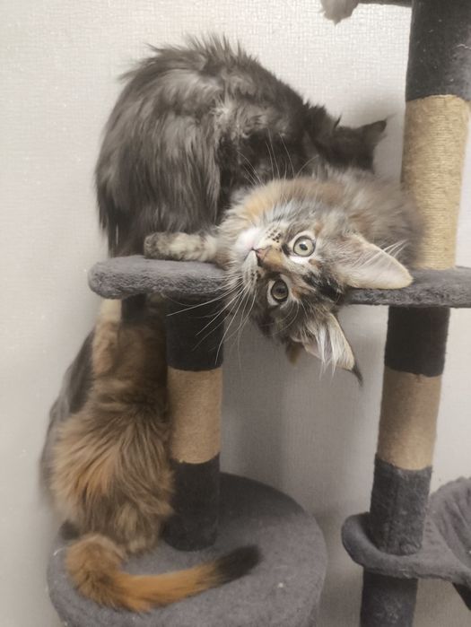 Мейнкун котятки.Милые девочки.