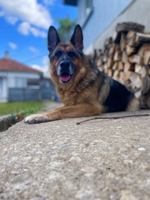 Немски Овчарки Родословни Родители