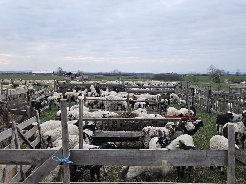 Miei de vanzare crescuti bio