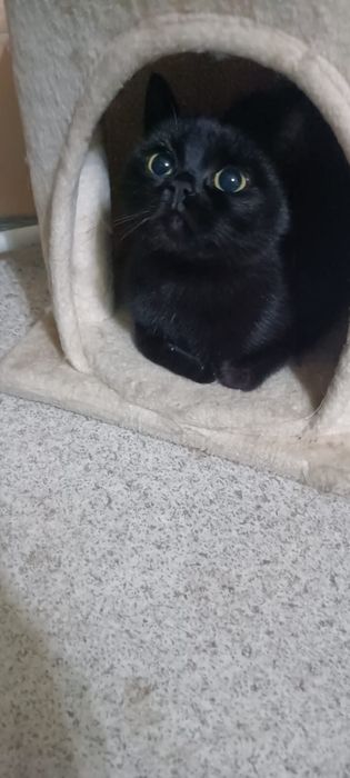 Котенка в добрые руки