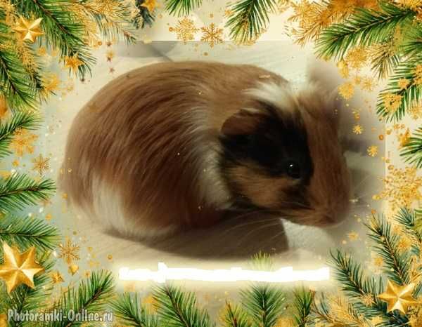 морская свинка - осталась 1 девочка (1,5 месяца)