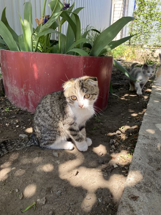Отдам котят в добрые руки