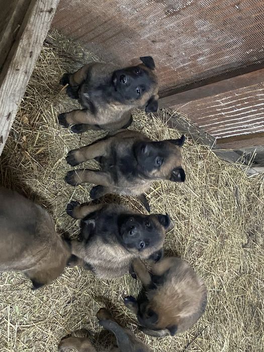 Кутята белгиской овчарки