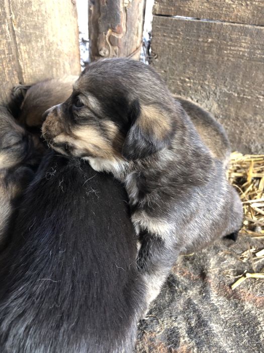 Donez catelusi 4 fete si 3 baieti