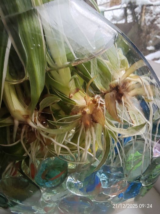 Комнатные цветы Хлорофитум