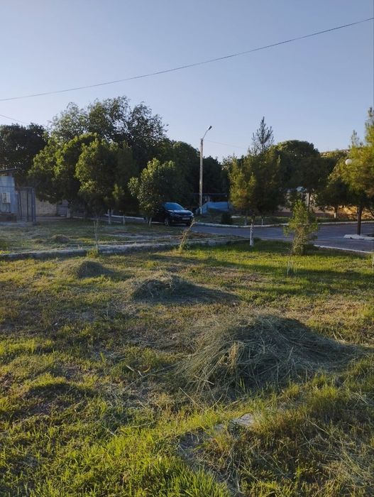 Beda bor, bepulga
