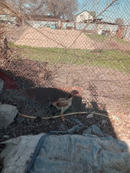 Бойцовский курица продам