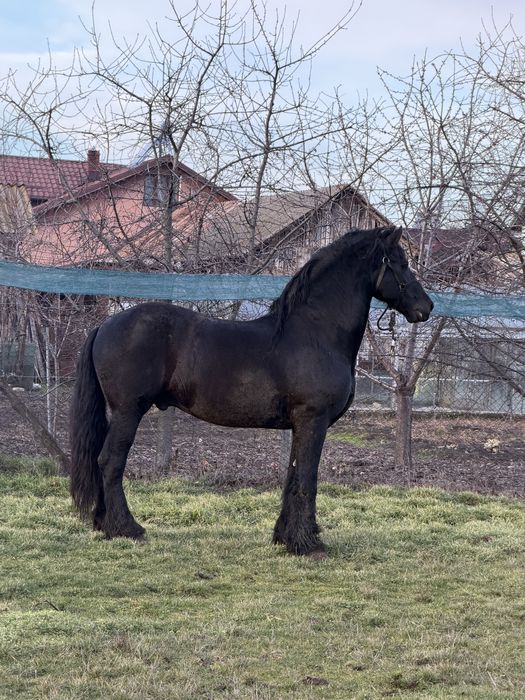 Vand / schimb armasar frizian cu acte fara probleme