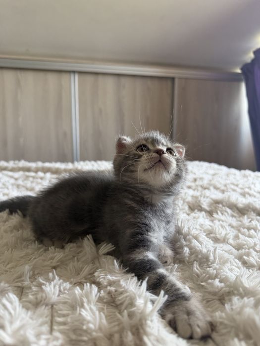 Puiut Scottish fold