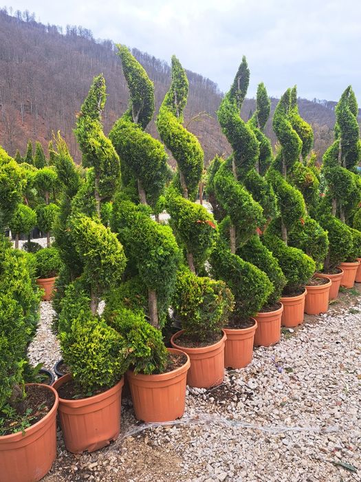 vindem Tuia Leylandy Brazi Gazon rulou Mesteacan etc