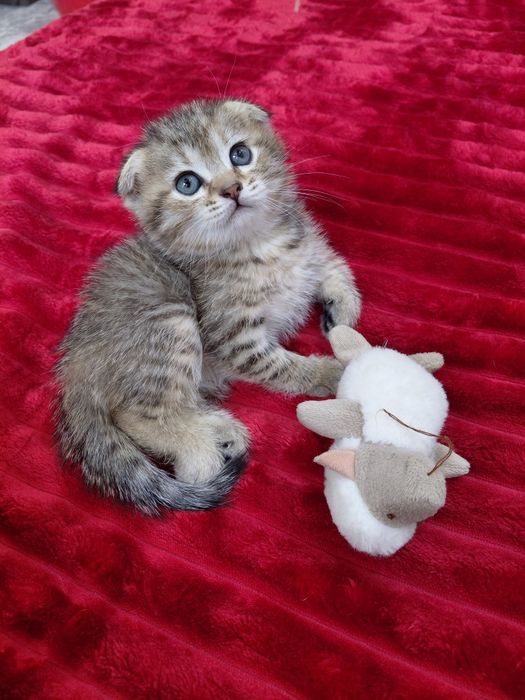 Красивый котёнок