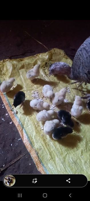 Яхши зот дакан  жожалар  индук  енаси билан сотилади оптим 14 та жожа