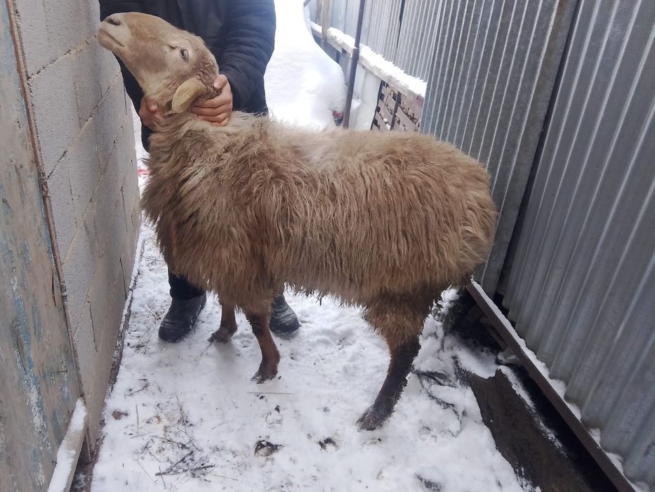 Кошкар сатылады бағасы келісімді