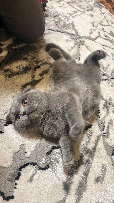 Zotdor mushuk/Зотдор Мушук/ Породистый Кот