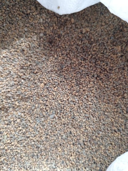 tut urug', тут уруг, тут