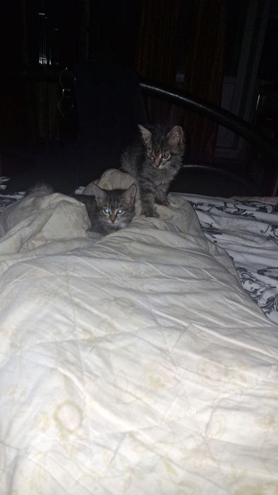 Котята 2 малчики