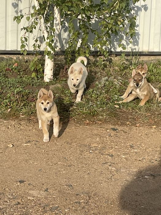 Продам лайчат от рабочих родителей