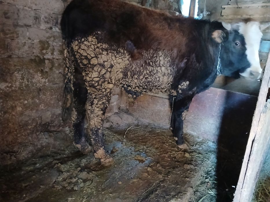 Продам быка откром