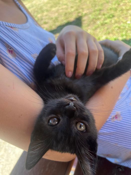 4 pisicute spre adopție