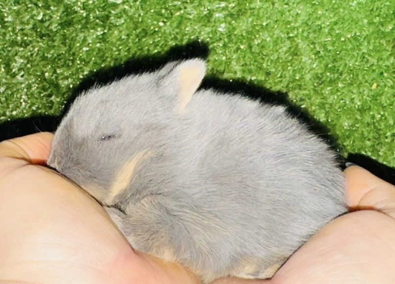 Мини, декор кролики продам