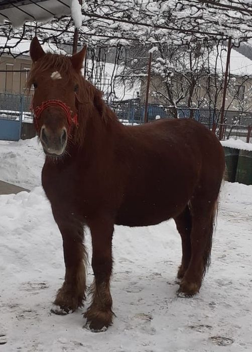 Vând iapă de 6 ani, gestantă