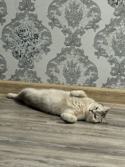 Пропала кошка …………………………………………………………………………………………………………………………,,,……………..