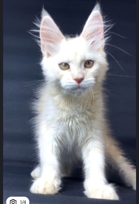 Самые кистявые куны в Казахстане !