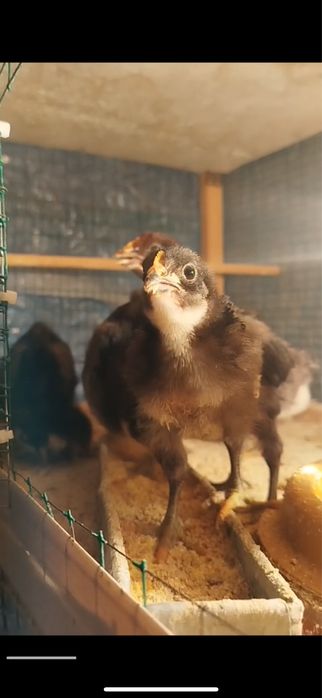 Кора шахзода жужалари