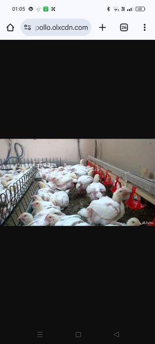Бройлер цыплята       .
