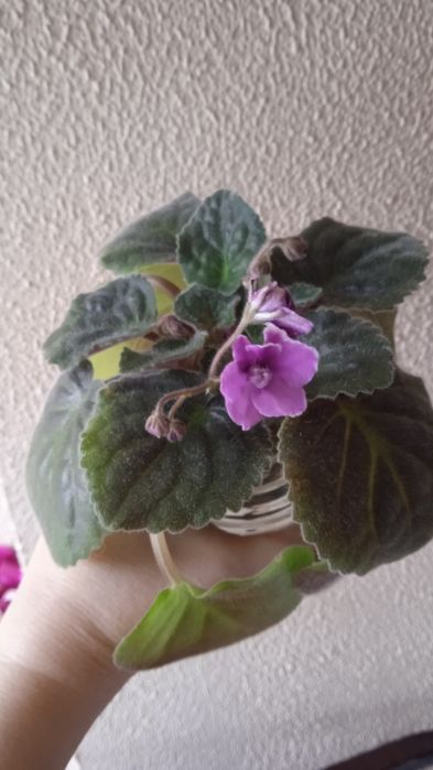 Продам цветущие фиалки