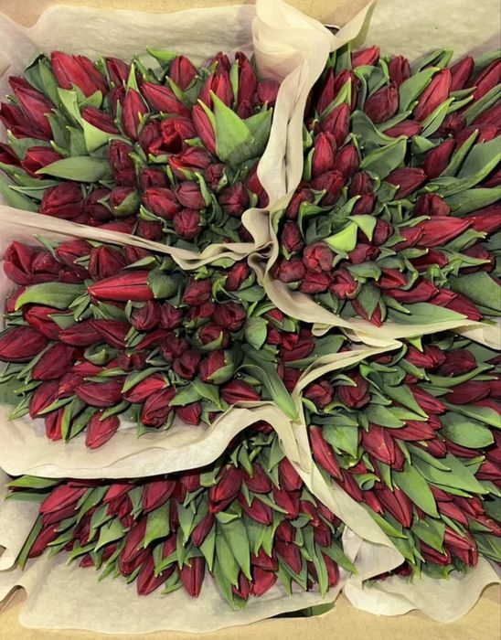 Тюльпаны предзаказ оптом к 8 марта