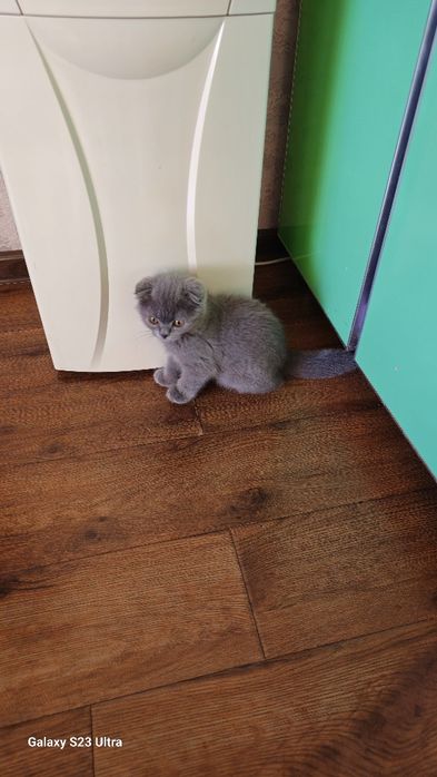 Mushuk sotiladi arzonga bervoramiza zotdor