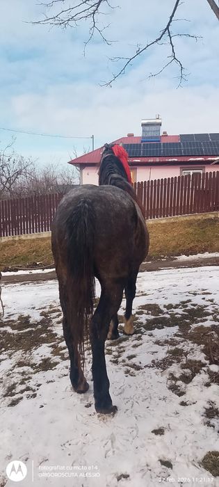 Cal de vânzare de 3 ani