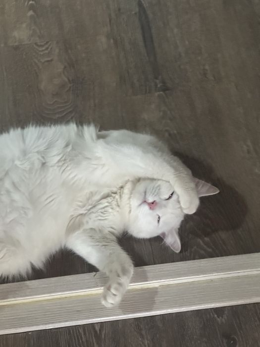 Кот по имени Каспер