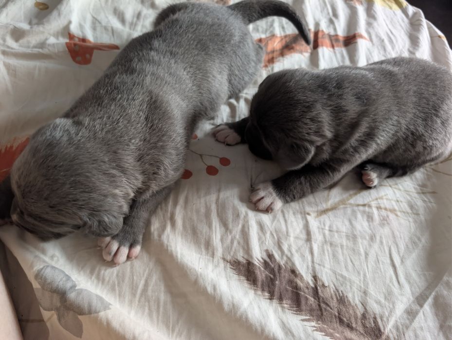Catei de vanzare